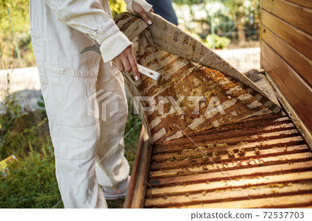 Beekeeper in suit is working at apiary. Opening wooden beehive Apiculture concept Beekeeper in suit is working at apiary. Opening wooden beehive Apiculture concept 72537703