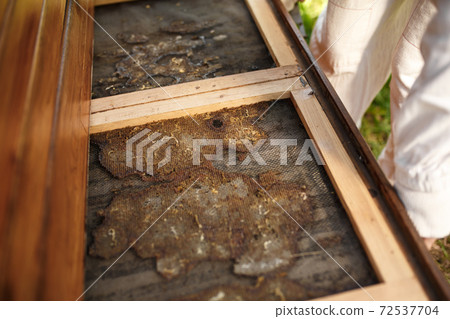 Beekeeper in suit is working at apiary. Opening wooden beehive topside glued with propolis. Apiculture concept Beekeeper in suit is working at apiary. Opening wooden beehive topside glued with propolis. Apiculture concept 72537704