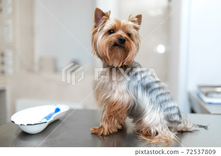 Pet medicine concept. Dog visit veterinary clinic 72537809