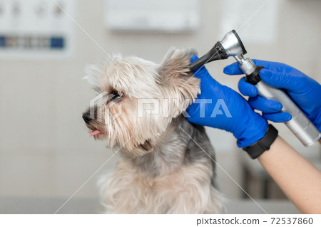 Beautiful vet doctor examines a small cute dog breed Yorkshire Terrier with the help of an otoscope in a veterinary clinic. Happy dog on medical examination. Background of the veterinary hospital Beautiful vet doctor examines a small cute dog breed Yorkshire Terrier with the help of an otoscope in a veterinary clinic. Happy dog on medical examination. Background of the veterinary hospital 72537860