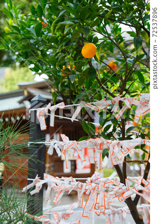 Mandarin oranges and fortunes Kushida Shrine 72537896