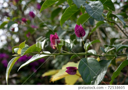 九重葛花 照片素材 圖片 圖庫