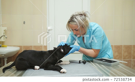 Inspection of the Staffordshire Terrier in a veterinary clinic after ear trimming surgery. 72538734