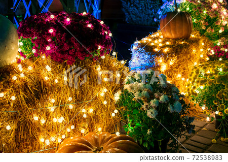 blooming colorful flowers with green leaves and pumpkin decorated with festive garland bulbs with glow close-up of plant in backyard of restaurant terrace christmas decor, nobody. 72538983