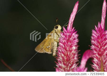 Parnara guttata sucking on cockscomb Parnara guttata sucking on cockscomb 72539405