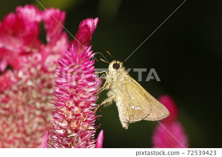 Parnara guttata sucking on cockscomb 72539423