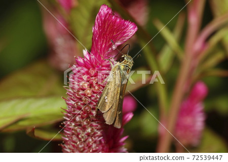 Parnara guttata sucking on cockscomb 72539447
