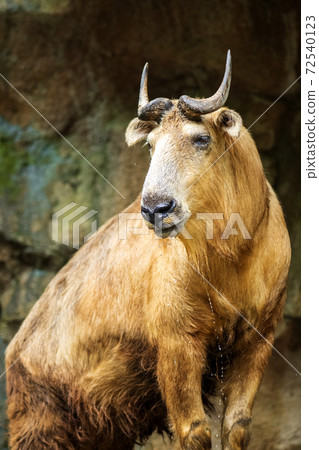 多摩動物園的中國超稀有動物圖爾金 72540123