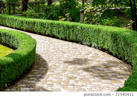 walkway made of stone tiles in a park with a hedge of evergreen bushes and trees lit by the sun. 72540411
