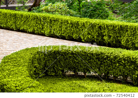 boxwood bushes groomed in a park with landscaping and a pedestrian walkway. 72540412