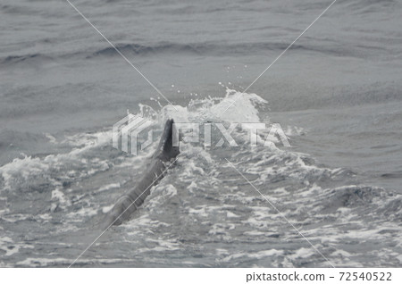 Humpback whale's back (Kerama Islands inland / Okinawa Prefecture) 72540522