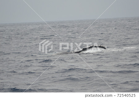 The humpback whale 'Pex wrap' (the action to hit the sea surface with the chest billet) (Kerama Islands Kinkai / Okinawa Prefecture) 72540525