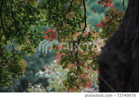 Autumn leaves 72540678
