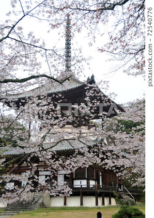 Negoroji Temple Oto and Sakura Negoroji Temple Oto and Sakura 72540776