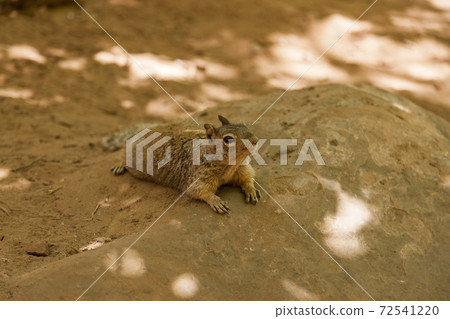 Squirrel having a munch up on a tree 72541220