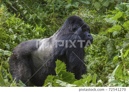 Relaxing Guhonda Silverback Gorilla full size Portrait 72541270