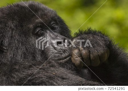 Thoughtful Female Gorilla portrait taken in Rwanda  72541291