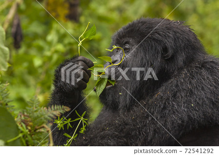 Thoughtful Female Gorilla portrait taken in Rwanda  72541292