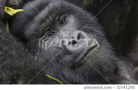 Relaxing Guhonda Silverback Gorilla full size Portrait 72541293