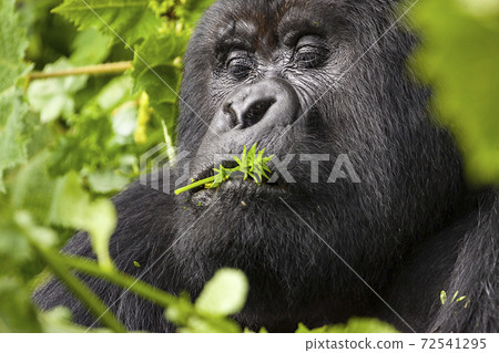 Relaxing Guhonda Silverback Gorilla full size Portrait 72541295
