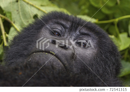 Thoughtful Female Gorilla portrait taken in Rwanda Thoughtful Female Gorilla portrait taken in Rwanda 72541315