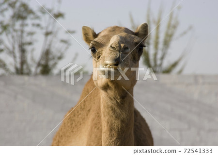 Camel portrait with head and upper body 72541333
