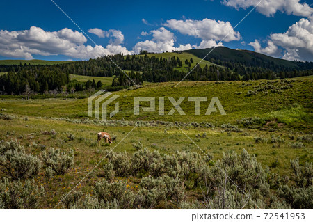 Pronghorn in Yellowstone 72541953