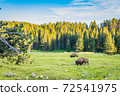 Bison at Yellowstone 72541975