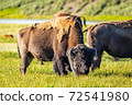 Bison at Yellowstone 72541980