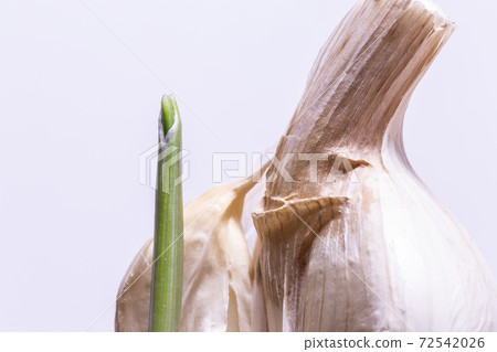 大蒜發芽。大蒜父母和孩子。我種植了在超級市場買來的大蒜的實驗。 大蒜發芽。大蒜父母和孩子。我種植了在超級市場買來的大蒜的實驗。 72542026
