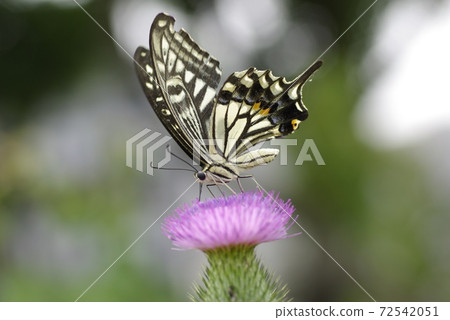 Swallowtail butterfly singing deliciously German thistle nectar Swallowtail butterfly singing deliciously German thistle nectar 72542051