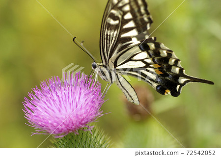 Swallowtail butterfly singing deliciously German thistle nectar Swallowtail butterfly singing deliciously German thistle nectar 72542052