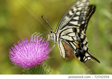 Swallowtail butterfly singing deliciously German thistle nectar Swallowtail butterfly singing deliciously German thistle nectar 72542056