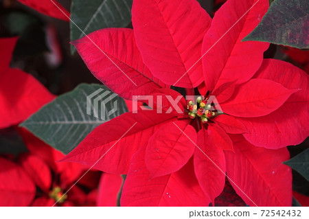 December Chofu 736 Poinsettia, Euphorbiaceae, Jindai Botanical Garden December Chofu 736 Poinsettia, Euphorbiaceae, Jindai Botanical Garden 72542432