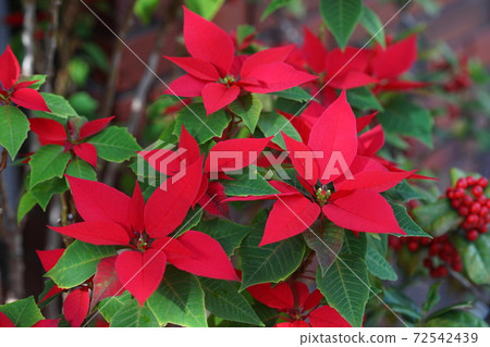 December Chofu 734 Poinsettia, Euphorbiaceae, Jindai Botanical Garden December Chofu 734 Poinsettia, Euphorbiaceae, Jindai Botanical Garden 72542439