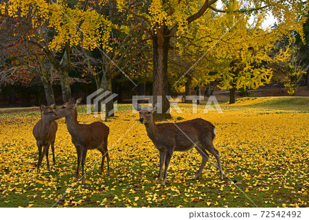 奈良縣奈良公園的秋葉和鹿 72542492