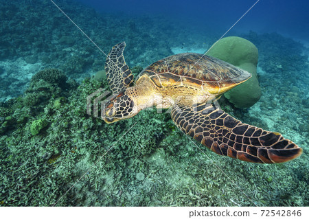 Sea turtle 72542846