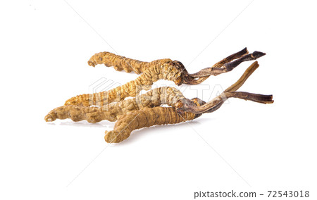 Ophiocordyceps sinensis (CHONG CAO, DONG CHONG XIA CAO) or mushroom cordyceps this is a herbs on white background 72543018