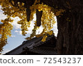Ginkgo is shining under the autumn sky 72543237