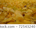 Golden ginkgo leaves are scattered on the ground in autumn 72543240