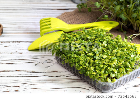 Micro green in tray on table close up 72543565