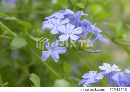 Ruri Matsuri的天藍色花瓣充滿情感和可愛 Ruri Matsuri的天藍色花瓣充滿情感和可愛 72543728