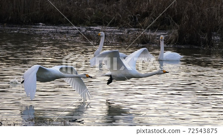 天鵝在北海道的曠野飛 72543875