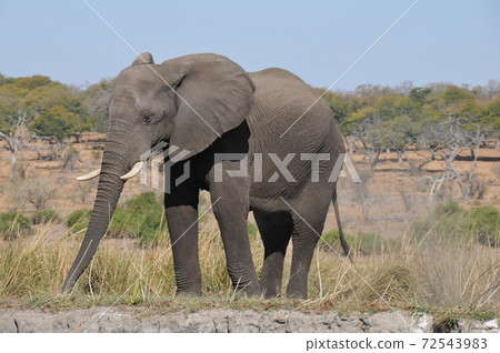 Chobe River Boat Safari in Botswana, African Elephant 72543983