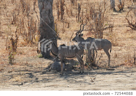 Chobe National Park Safari in Botswana, Kudu (male) 72544088
