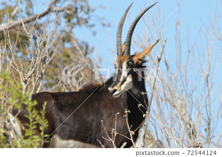 Sable antelope, Chobe National Park Safari in Botswana 72544124