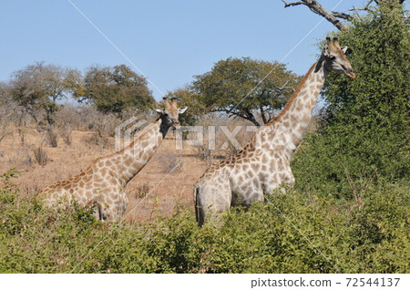Giraffe, Chobe National Park Safari in Botswana 72544137
