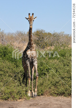 博茨瓦納的喬貝國家公園野生動物園，直立且固定的長頸鹿 72544138