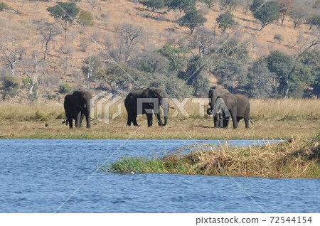 Chobe River Boat Safari in Botswana, Herd of African Elephants 72544154