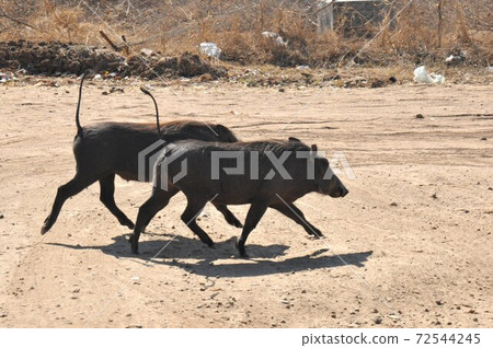 Zimbabwe Desert Warthog Zimbabwe Desert Warthog 72544245